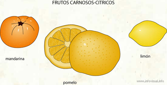 Frutos carnosos-citricos